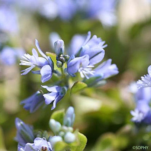 Polygala des Alpes - Polygala alpina