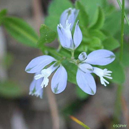 Polygala des Alpes - Polygala alpina