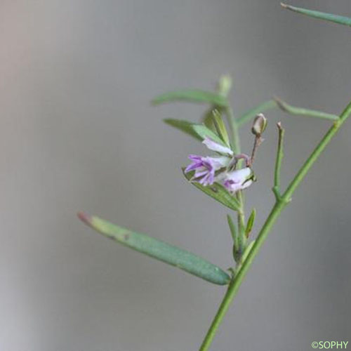 Polygala des rochers - Polygala rupestris