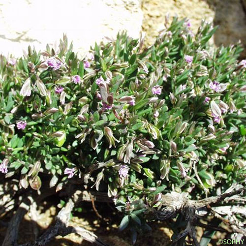 Polygala des rochers - Polygala rupestris