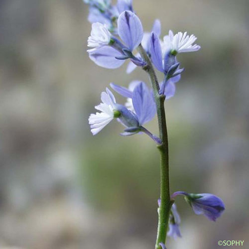 Polygala du calcaire - Polygala calcarea