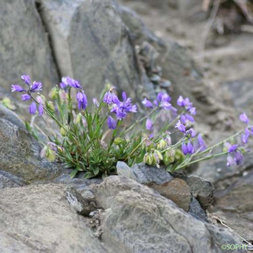 Polygala du calcaire - Polygala calcarea