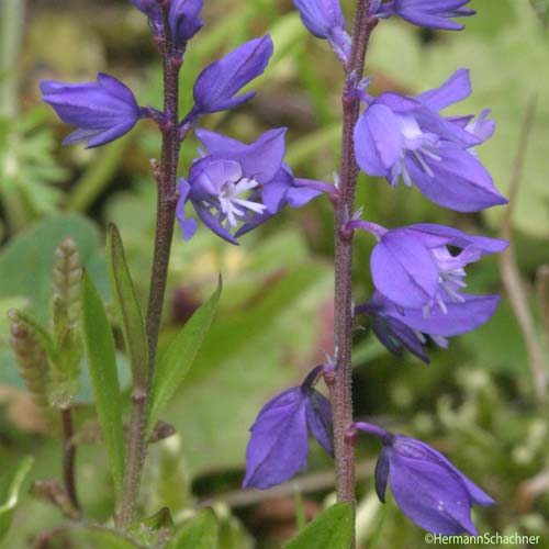 Polygale alpestre - Polygala alpestris