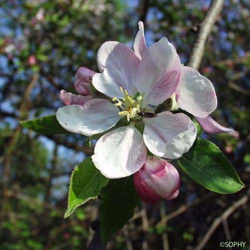 Pommier sauvage - Malus sylvestris