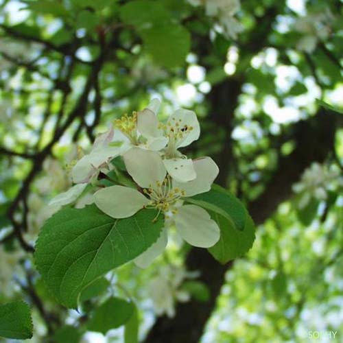 Pommier sauvage - Malus sylvestris