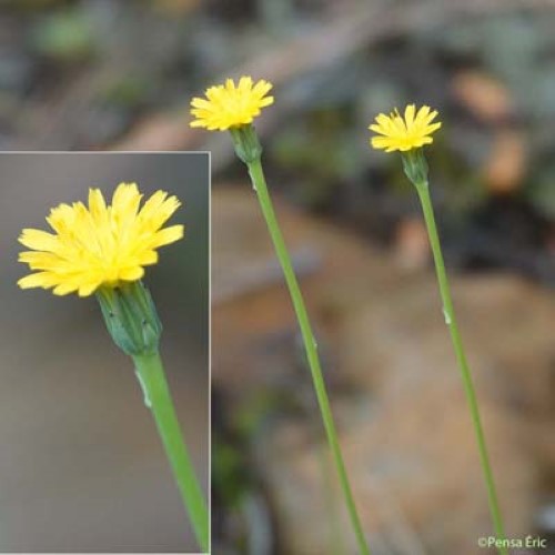 Porcelle glabre - Hypochaeris glabra