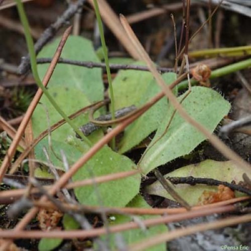 Porcelle glabre - Hypochaeris glabra