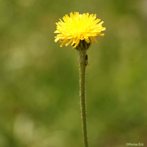 Porcelle tâchetée - Hypochaeris maculata