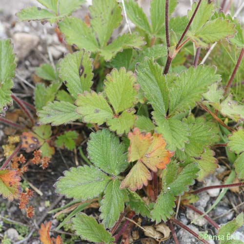 Potentille à grandes fleurs - Potentilla grandiflora