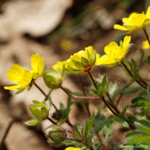 Potentille à sept folioles - Potentilla heptaphylla