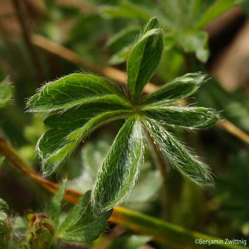 Potentille à sept folioles - Potentilla heptaphylla