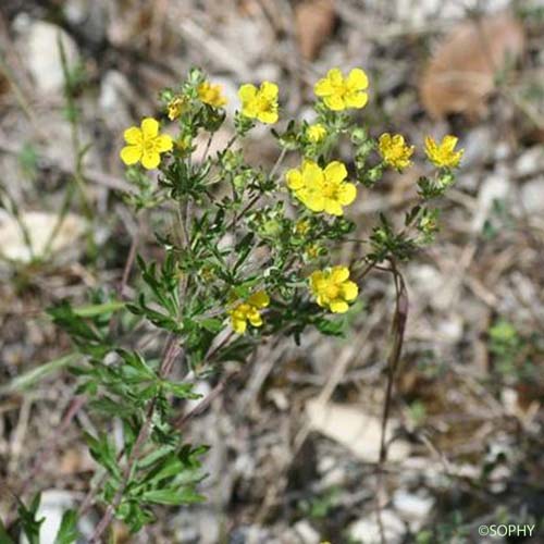 Potentille argentée - Potentilla argentea