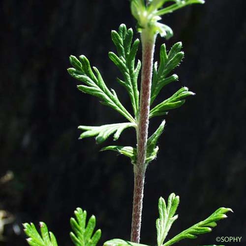 Potentille argentée - Potentilla argentea