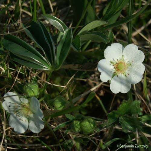 Potentille blanche - Potentilla alba