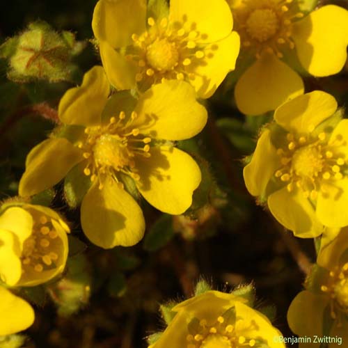 Potentille cendrée - Potentilla cinerea