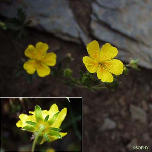 Potentille de Crantz - Potentilla crantzii