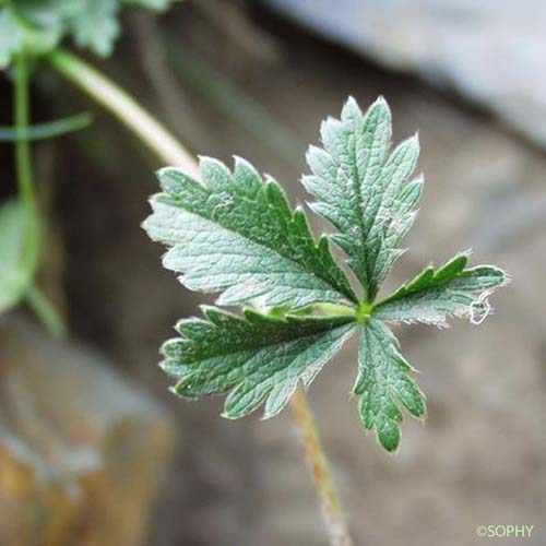 Potentille de Crantz - Potentilla crantzii