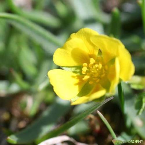 Potentille des frimas - Potentilla frigida