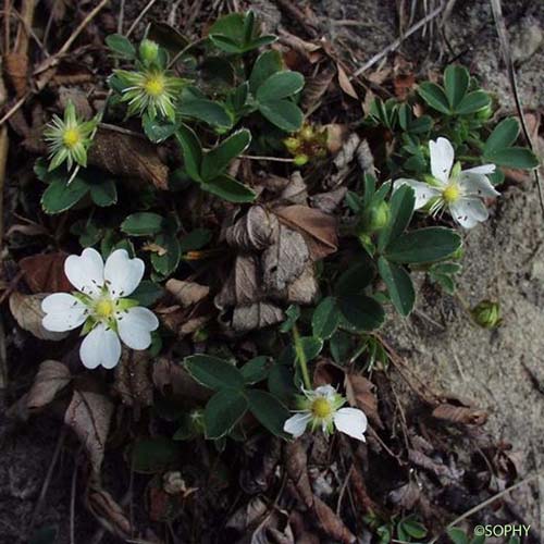 Potentille des montagnes - Potentilla montana