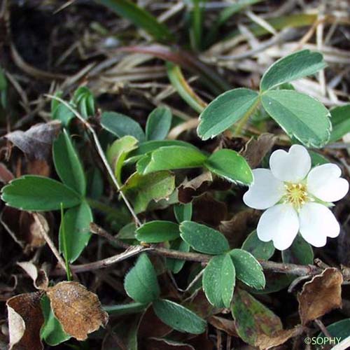 Potentille des montagnes - Potentilla montana