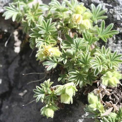 Potentille des neiges - Potentilla nivalis subsp. nivalis