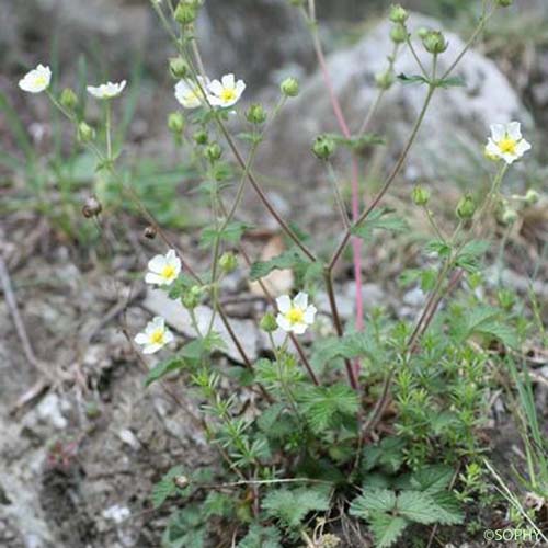 Potentille des rochers - Drymocallis rupestris