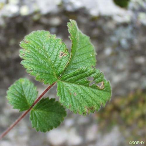 Potentille des rochers - Drymocallis rupestris