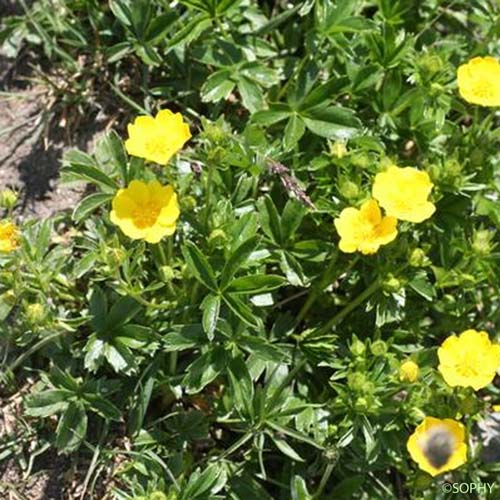 Potentille dorée - Potentilla aurea subsp. aurea