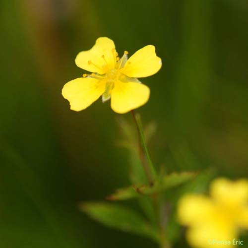 Potentille dressée - Potentilla erecta