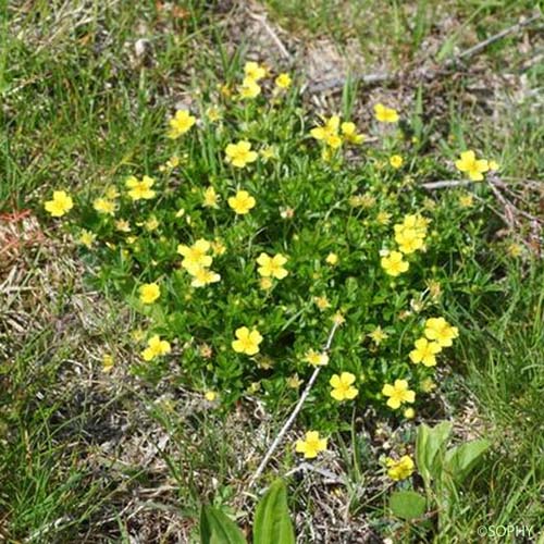 Potentille dressée - Potentilla erecta