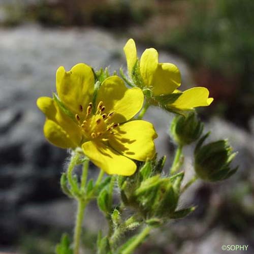 Potentille droite - Potentilla recta