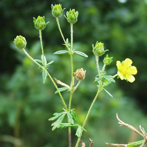 Potentille droite - Potentilla recta