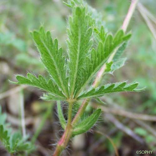 Potentille droite - Potentilla recta