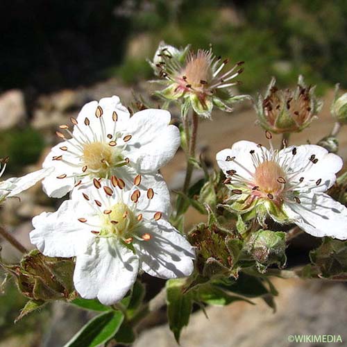 Potentille fausse Alchémille - Potentilla alchimilloides