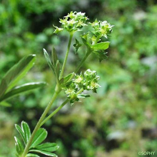 Potentille fausse Alchémille - Potentilla alchimilloides