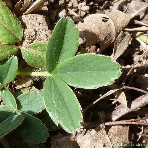 Potentille faux Fraisier - Potentilla sterilis