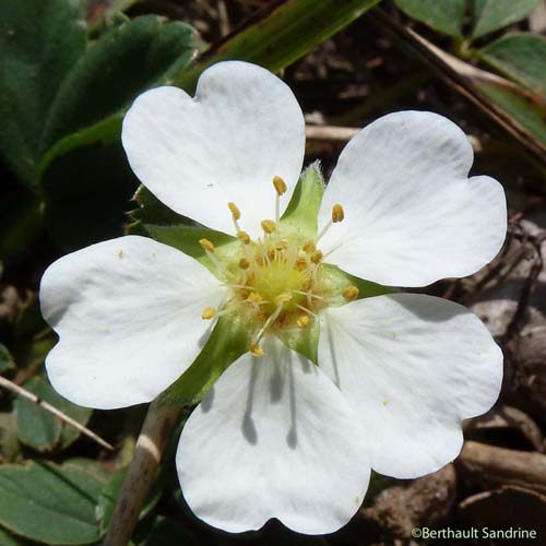 Potentille faux Fraisier - Potentilla sterilis