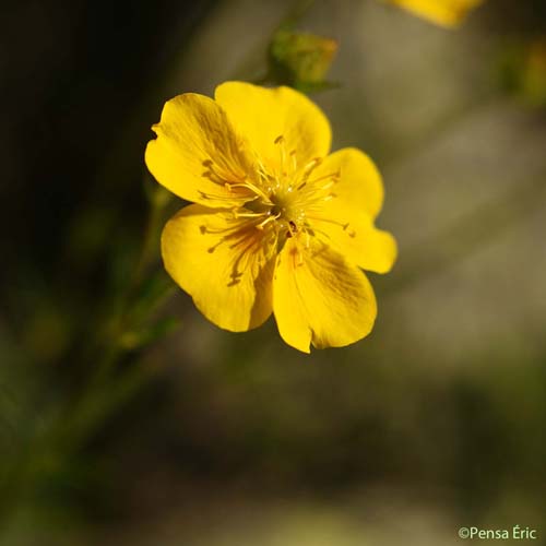 Potentille grisâtre - Potentilla inclinata