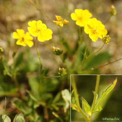 Potentille grisâtre - Potentilla inclinata