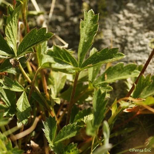 Potentille grisâtre - Potentilla inclinata