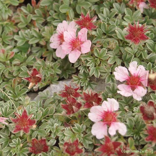 Potentille luisante - Potentilla nitida