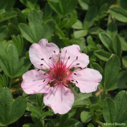 Potentille luisante - Potentilla nitida