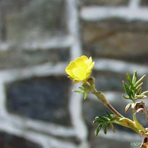 Potentille à divisions nombreuses - Potentilla multifida