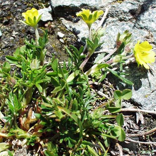 Potentille à divisions nombreuses - Potentilla multifida