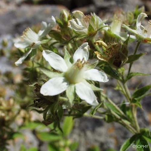 Potentille pétiolulée - Potentilla caulescens subsp. petiolulata