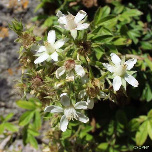 Potentille pétiolulée - Potentilla caulescens subsp. petiolulata