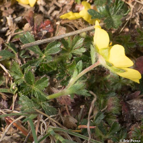 Potentille printanière - Potentilla verna