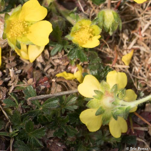 Potentille printanière - Potentilla verna