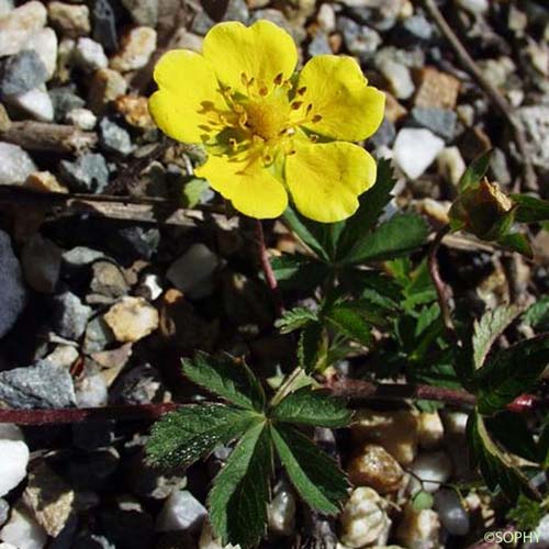 Potentille rampante - Potentilla reptans