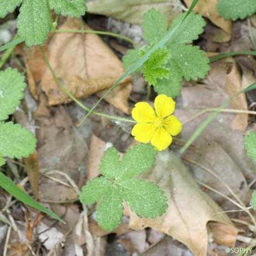 Potentille rampante - Potentilla reptans